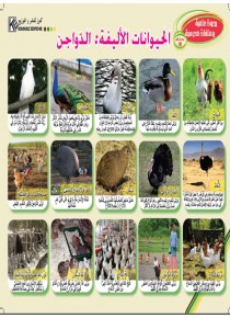 Les animaux domestiques: Volaille «en langue arabe»