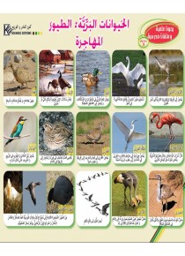 Les animaux sauvages: Les Oiseaux «en langue arabe»