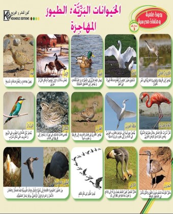 Les animaux sauvages: Les Oiseaux «en langue arabe»