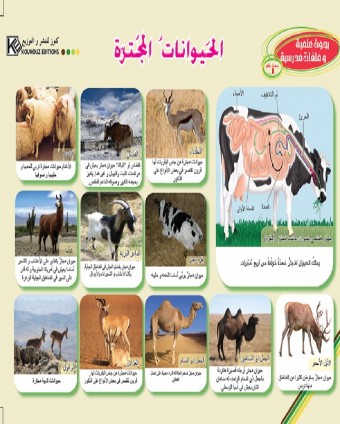 Les ruminants «en langue arabe»